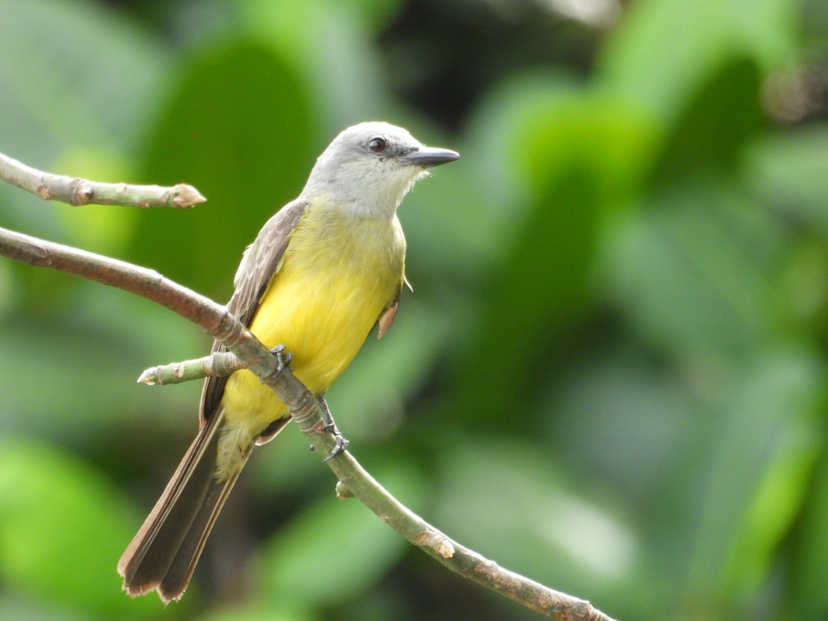 オリーブタイランチョウ - ML621962908