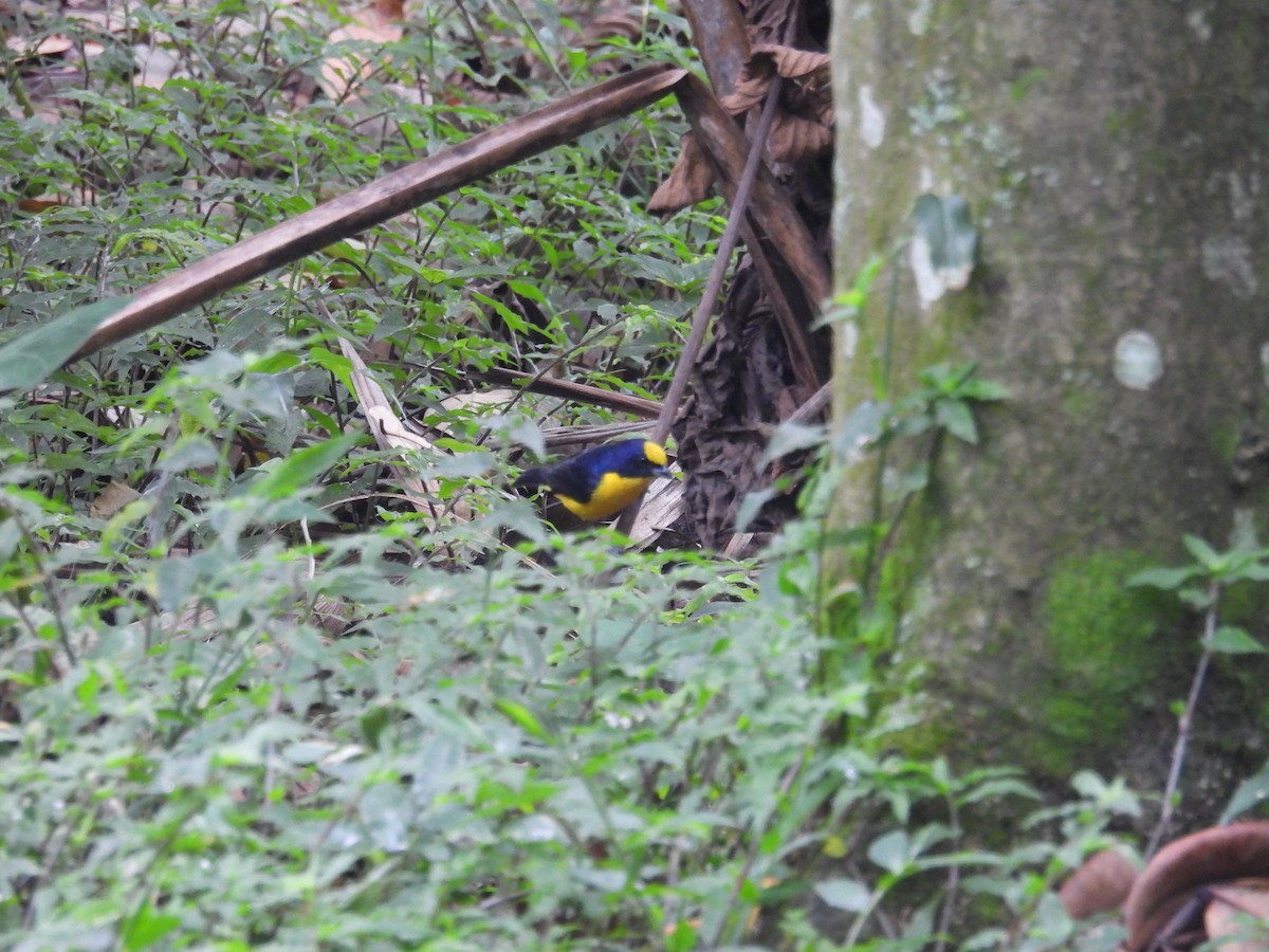 ハシブトスミレフウキンチョウ - ML621962926