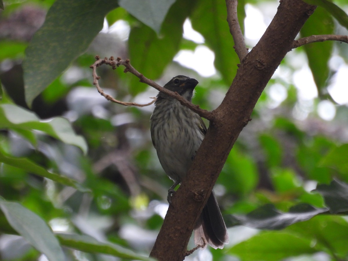 ムナフイカル - ML621962943