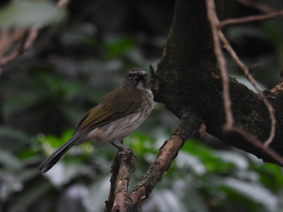 ムナフイカル - ML621962972