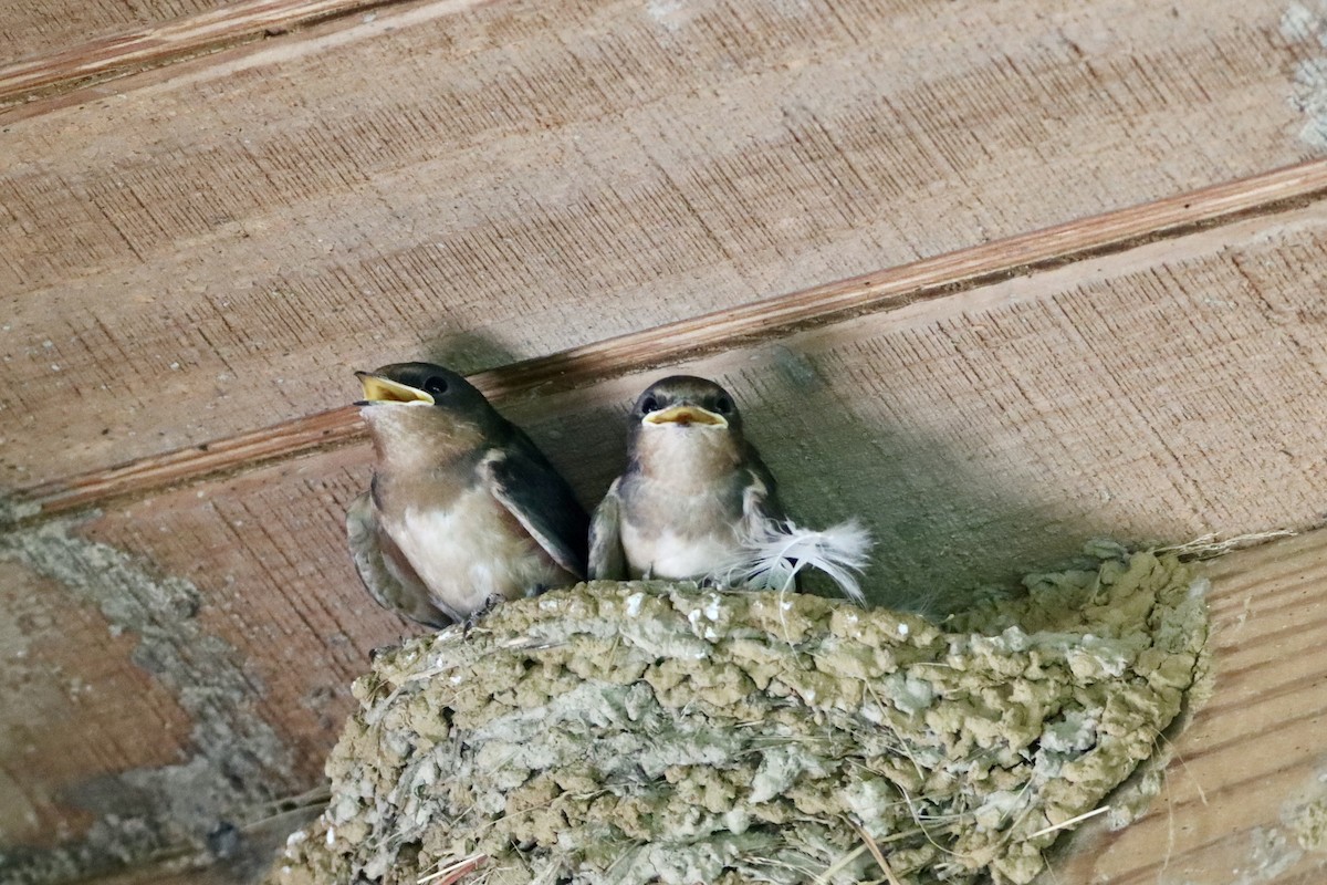 Barn Swallow - Cullen Brown