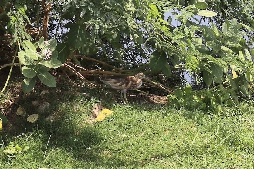 Indian Pond-Heron - ML621963064