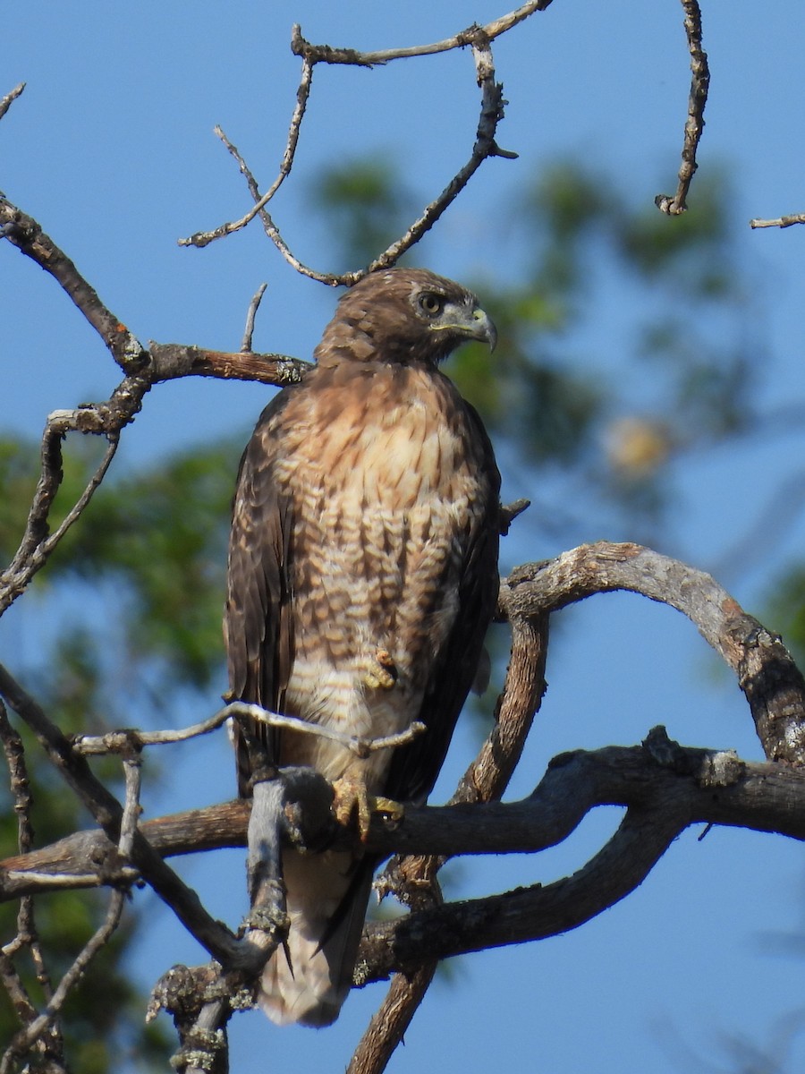 Red-tailed Hawk - ML621963066