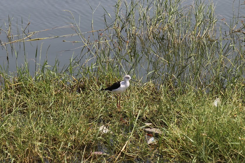 Black-winged Stilt - ML621963074