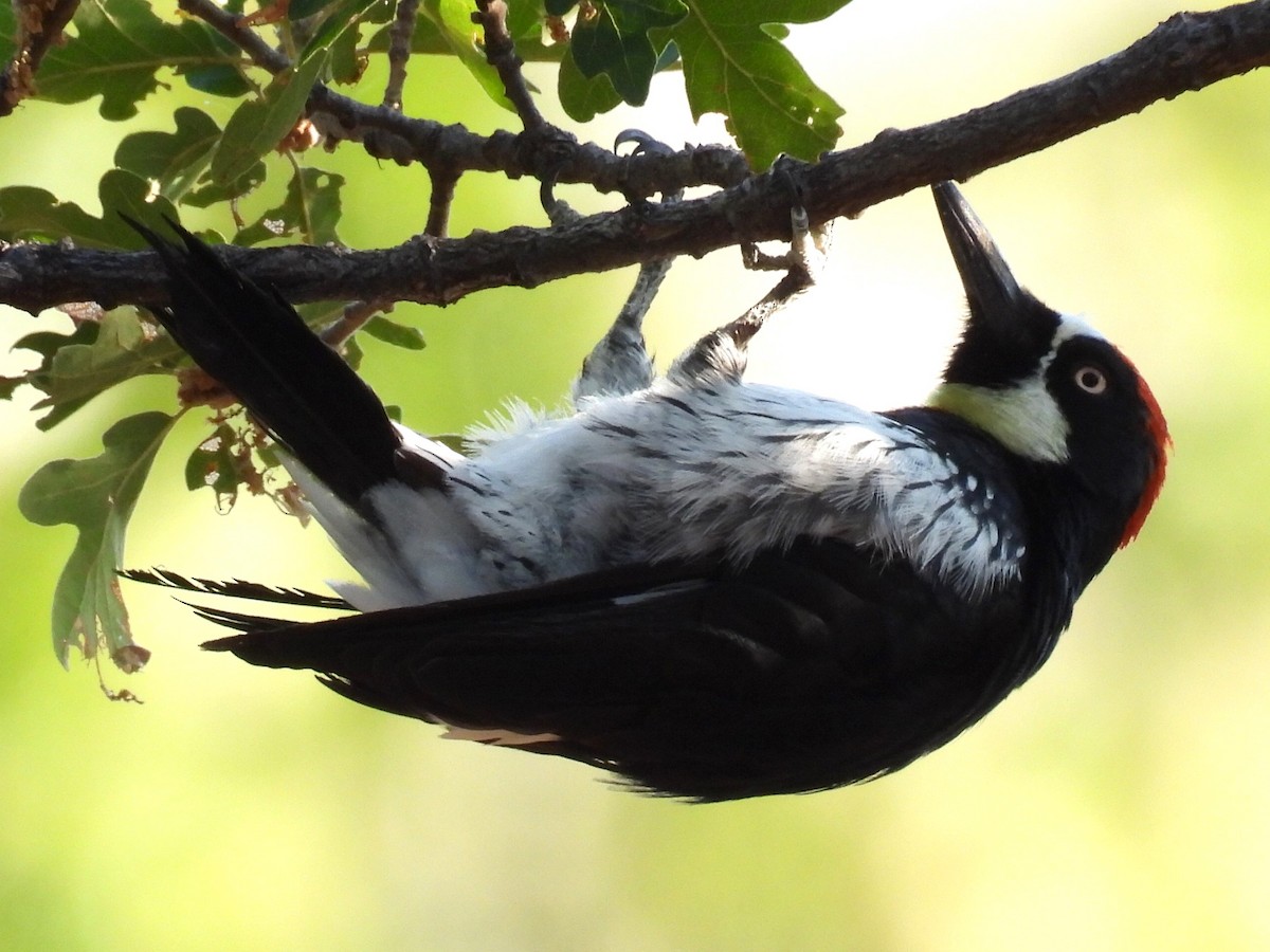 Acorn Woodpecker - ML621963076