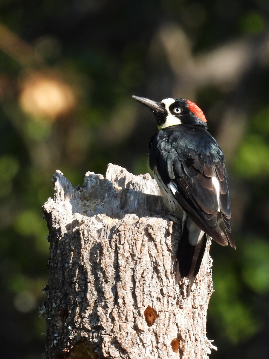 Acorn Woodpecker - ML621963077
