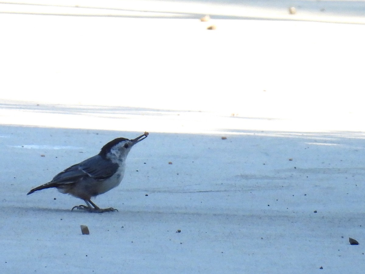 White-breasted Nuthatch - ML621963093