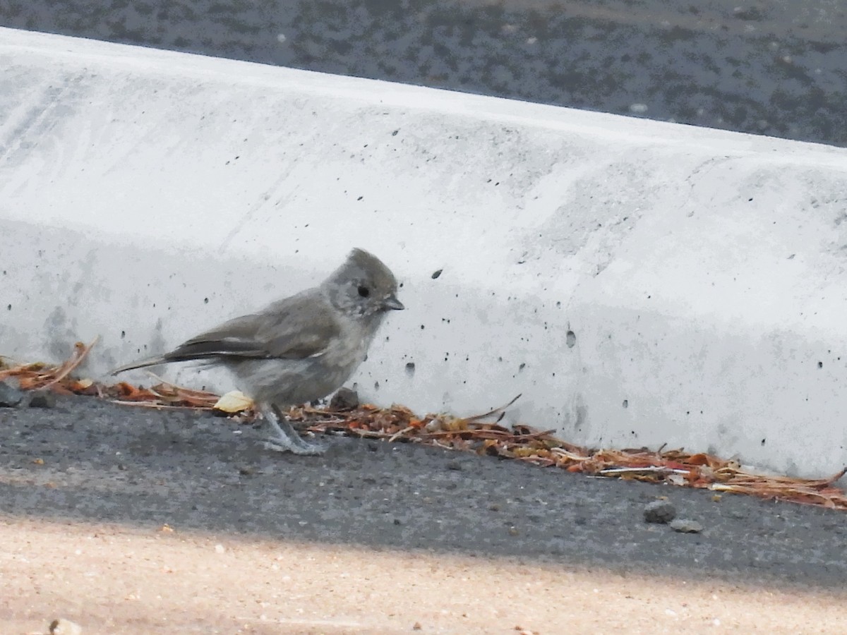 Oak Titmouse - ML621963101