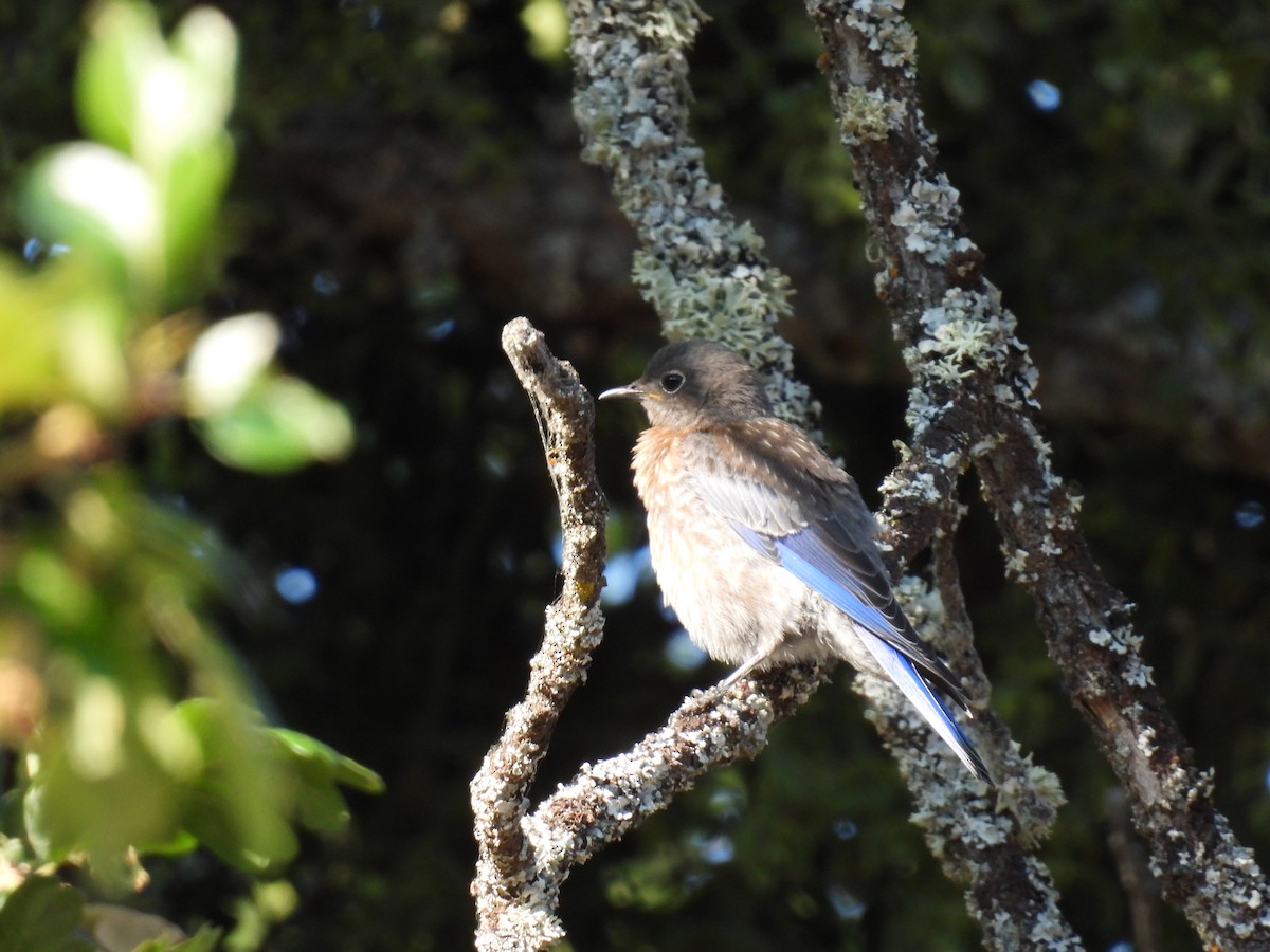 Western Bluebird - ML621963115
