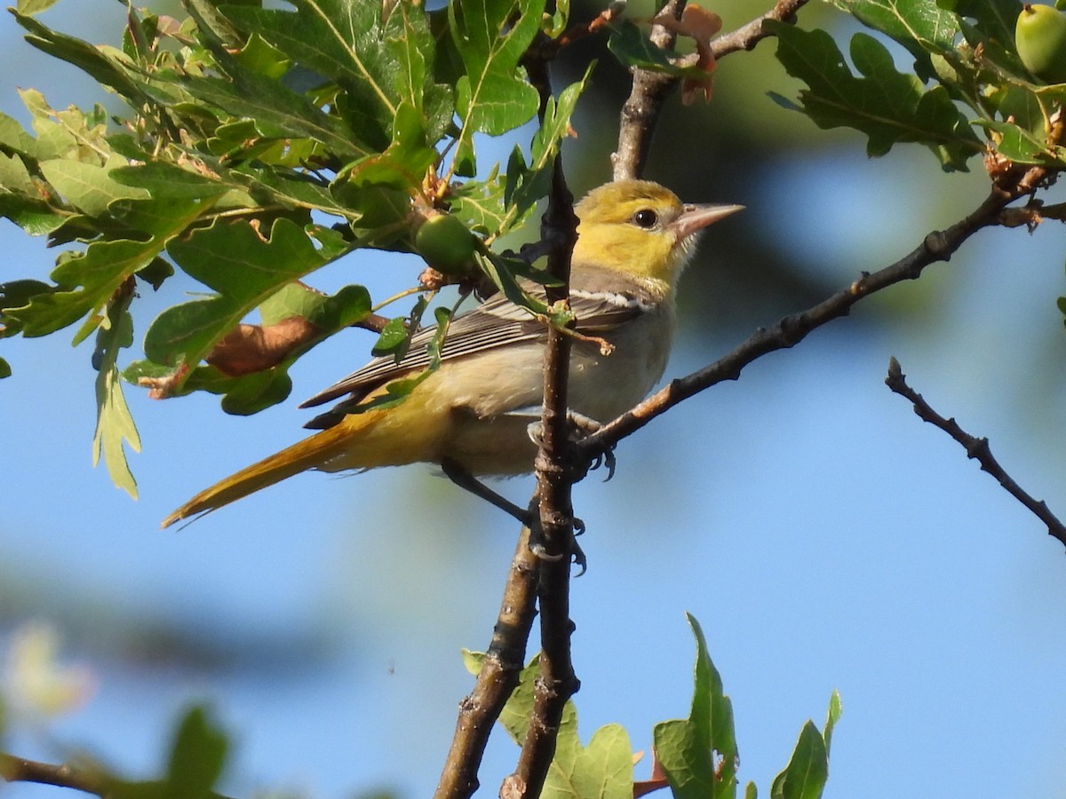 Bullock's Oriole - ML621963125