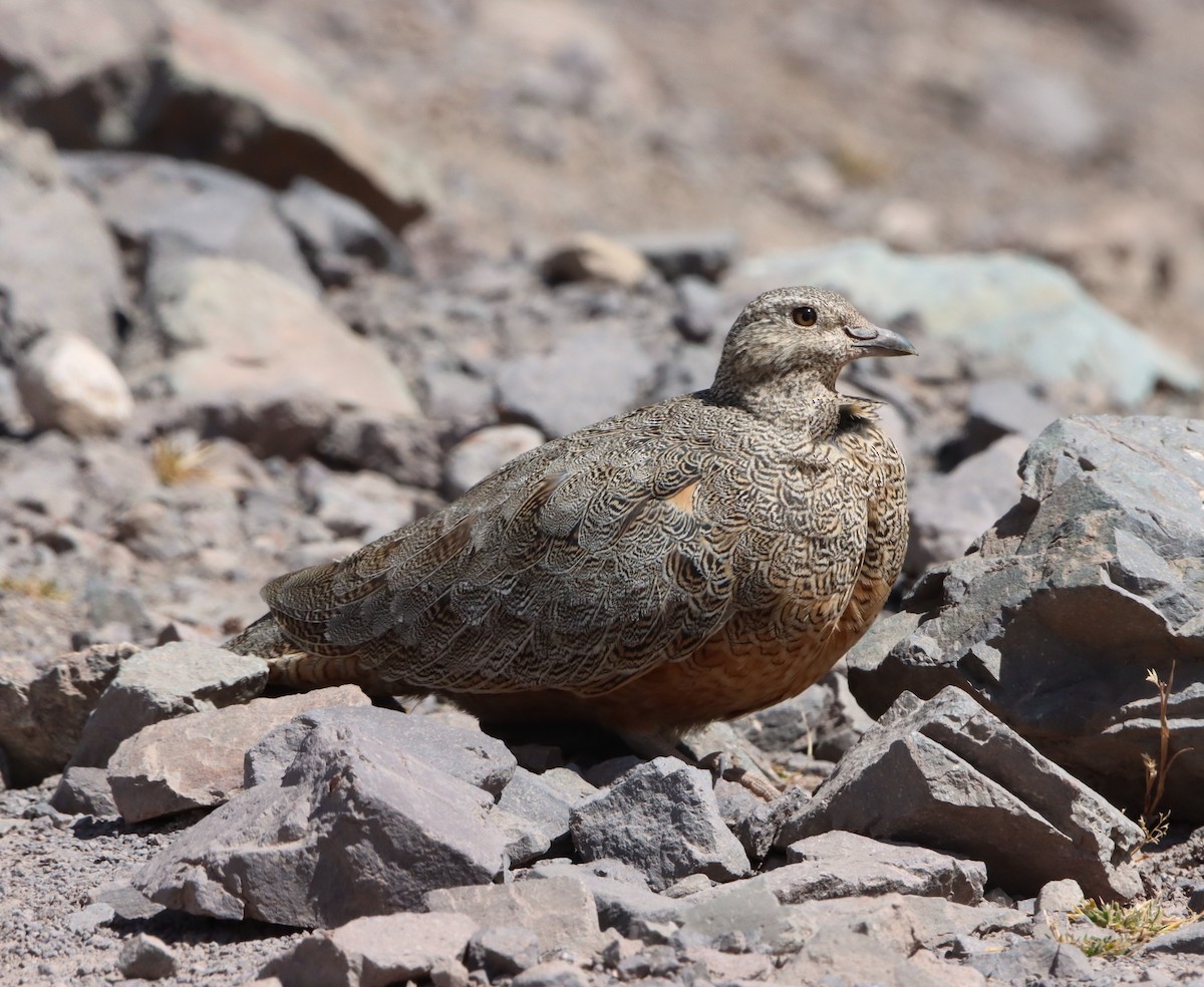 Rufous-bellied Seedsnipe - ML621963223