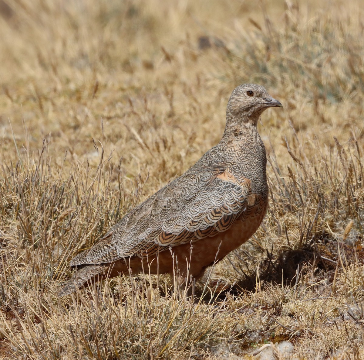 Rufous-bellied Seedsnipe - ML621963234