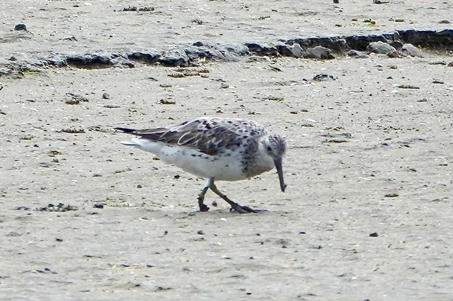Great Knot - ML621963249