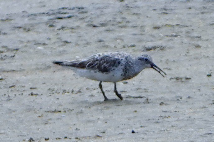 Great Knot - ML621963250