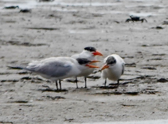 Caspian Tern - John Beckworth