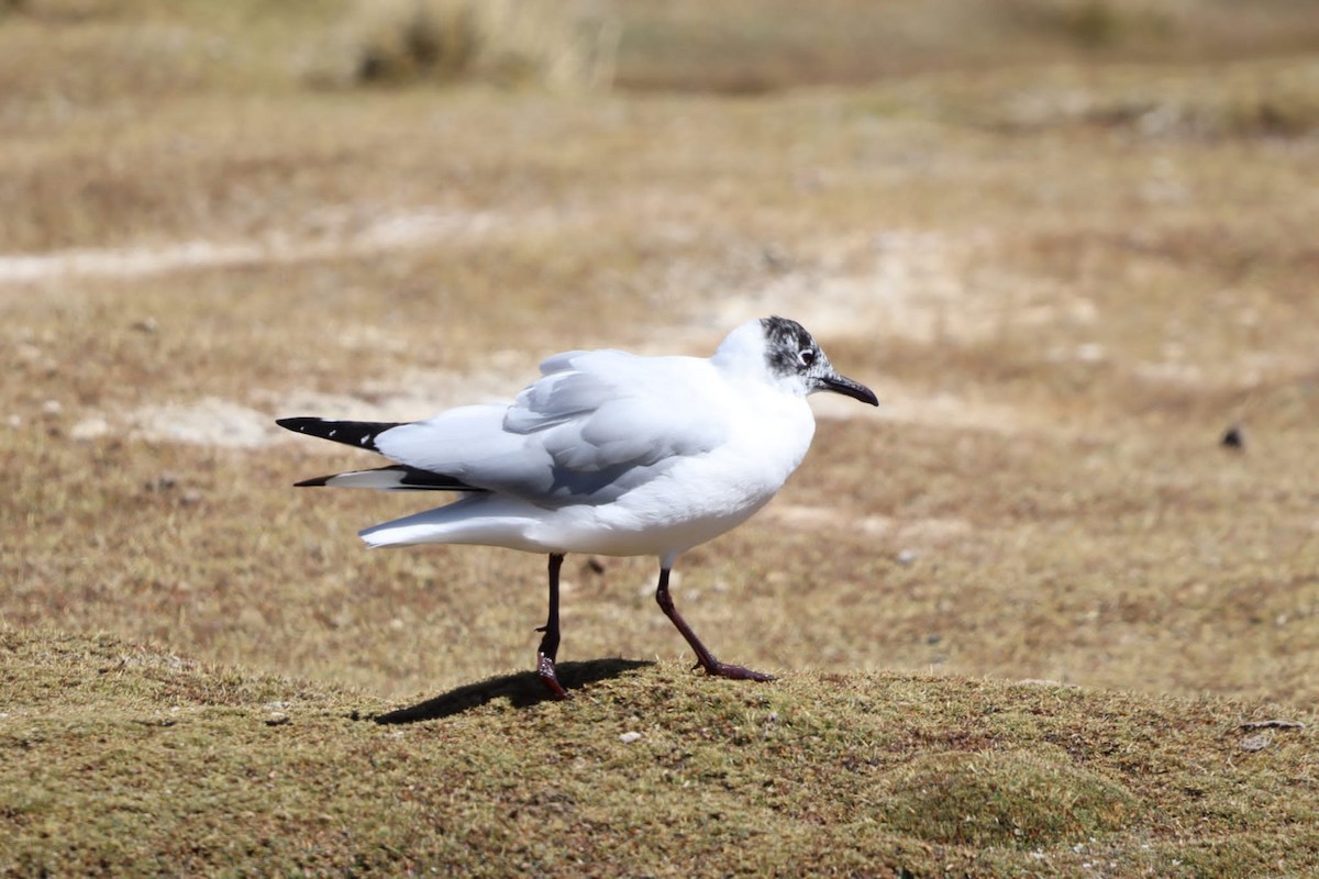 Andean Gull - ML621963286