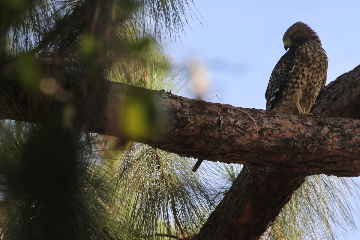 Red-shouldered Hawk - ML621963316