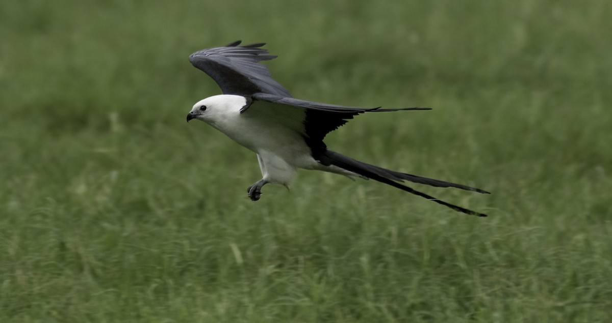 Swallow-tailed Kite - ML621963371