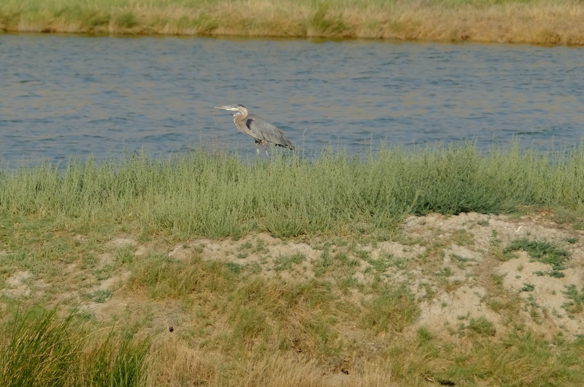 Great Blue Heron - Klaus Bielefeldt