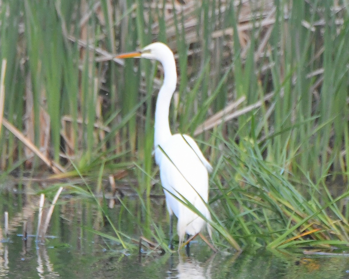 Great Egret - ML621963394