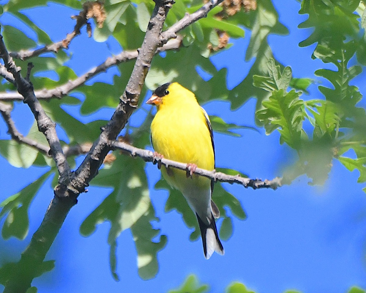 American Goldfinch - ML621963427