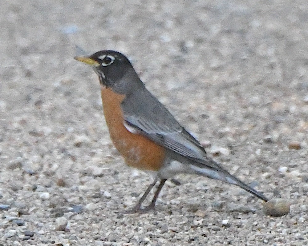 American Robin - ML621963440