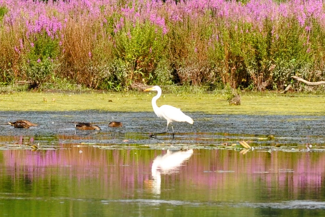 Great Egret - ML621963452