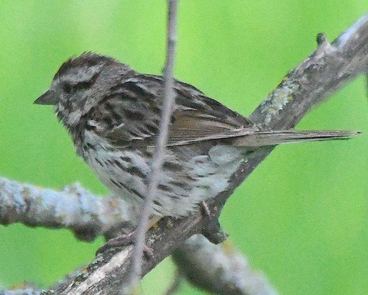 Song Sparrow - ML621963460