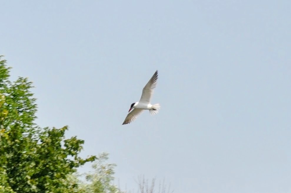 Caspian Tern - ML621963464