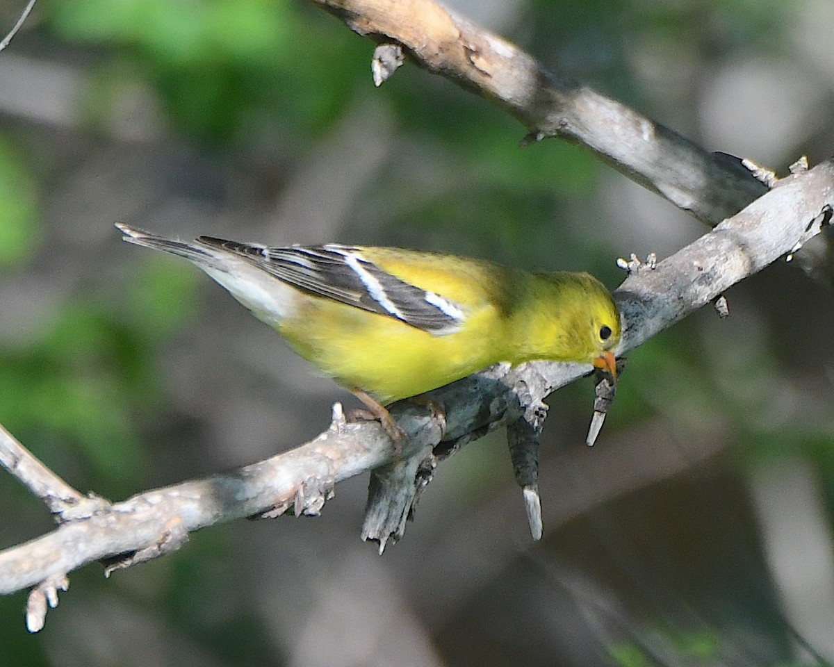 American Goldfinch - ML621963507