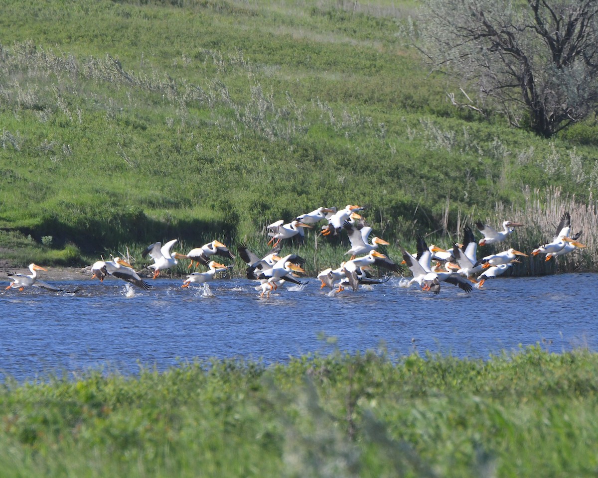 American White Pelican - ML621963534