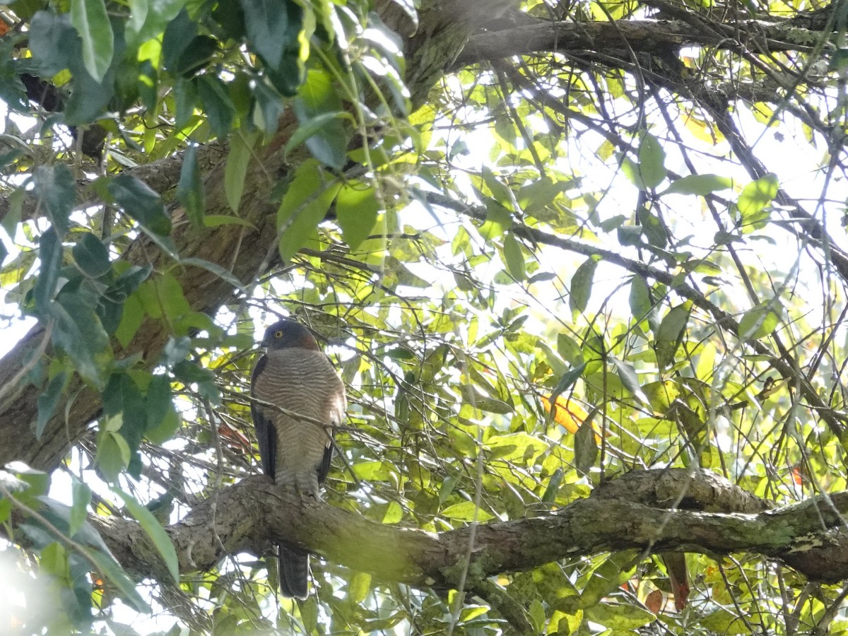 Collared Sparrowhawk - ML621963547