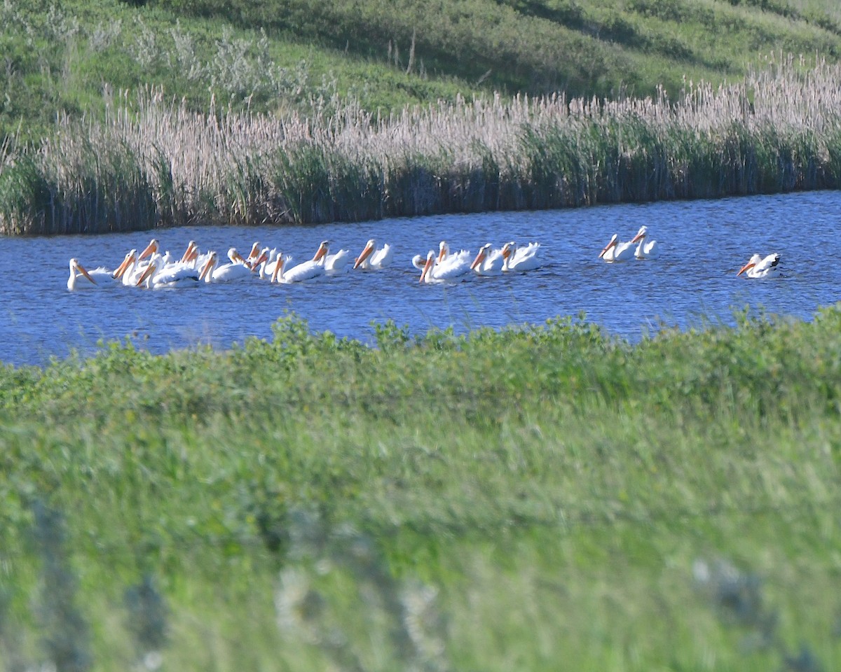 American White Pelican - ML621963562