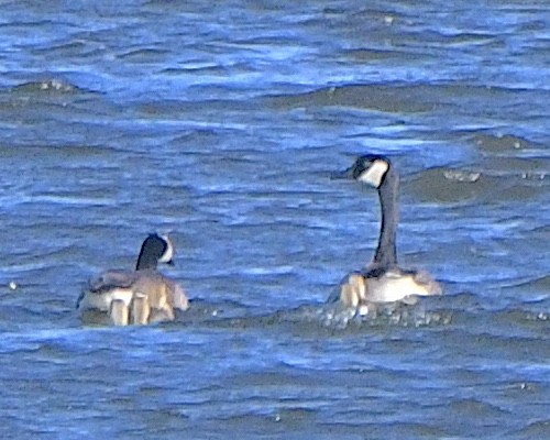 Canada Goose - ML621963604