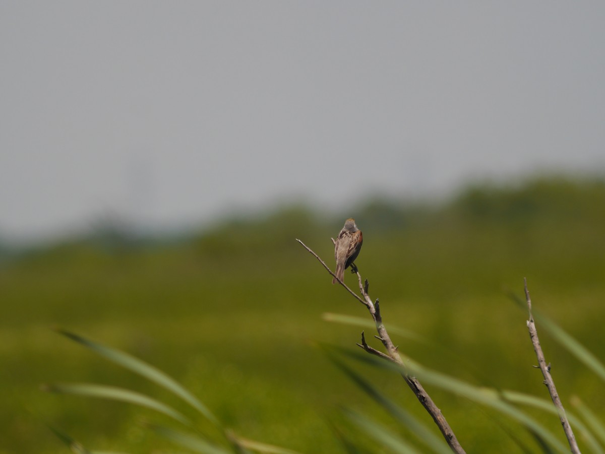 Dickcissel - Tom George