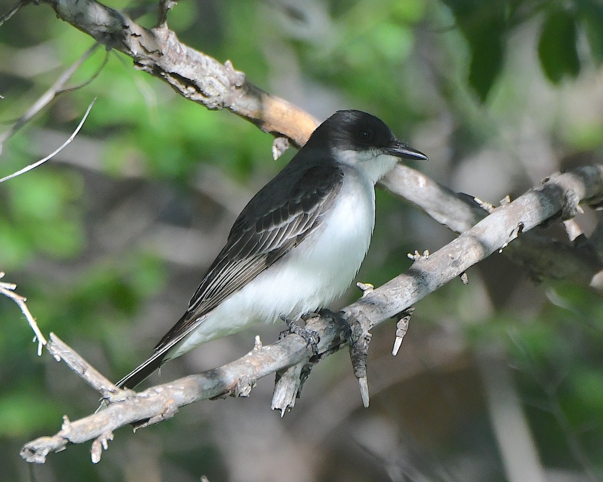 Eastern Kingbird - ML621963622