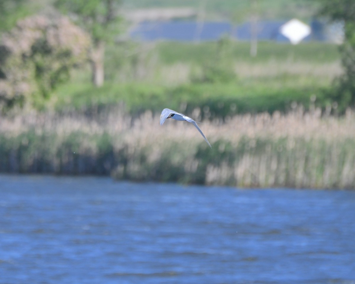 Forster's Tern - ML621963653