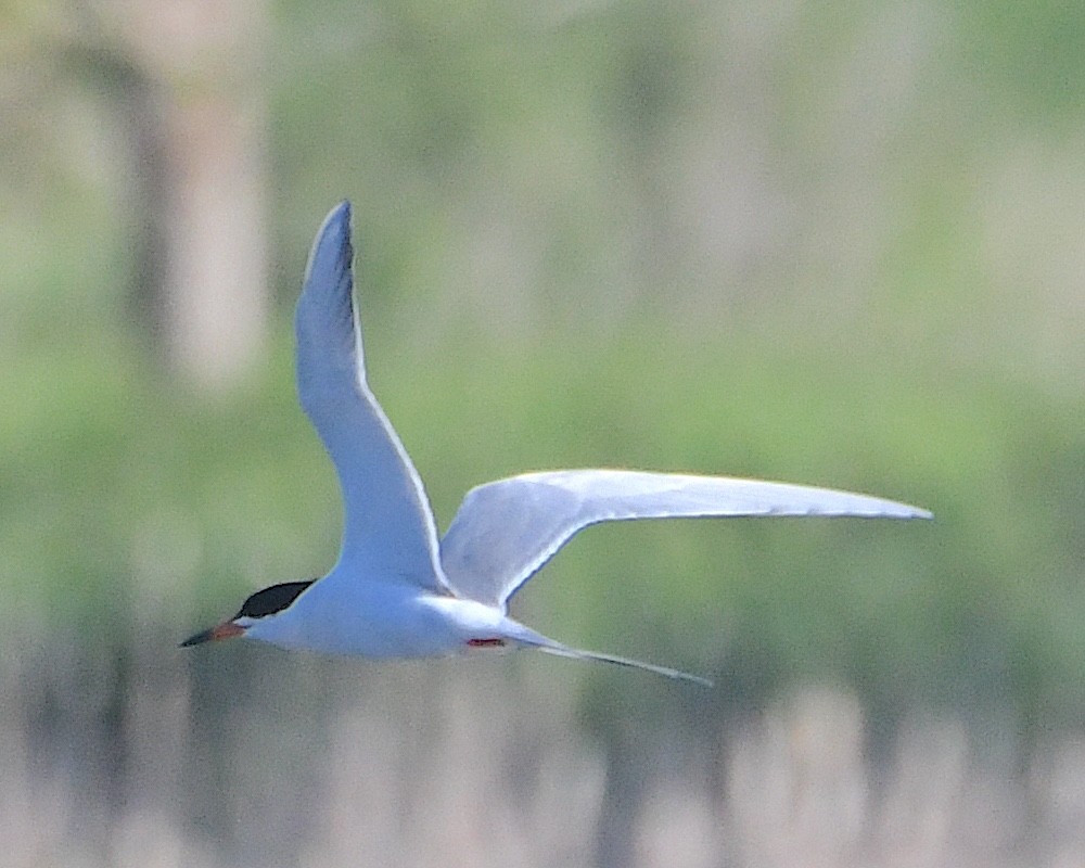 Forster's Tern - ML621963679