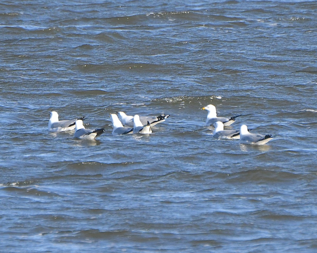 Ring-billed Gull - ML621963726