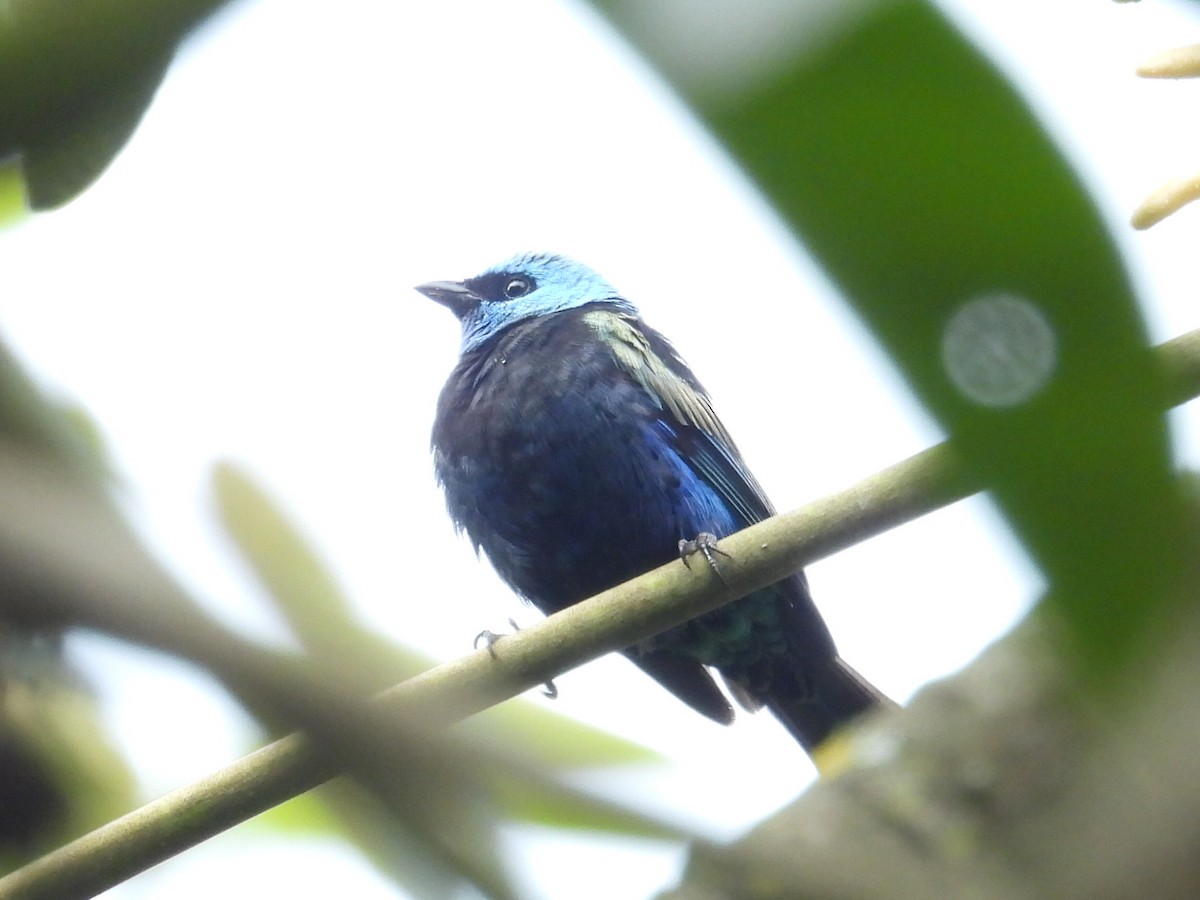 アオクビフウキンチョウ - ML621963773