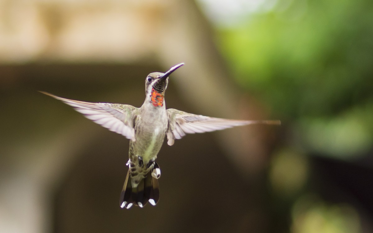 Plain-capped Starthroat - ML621963789