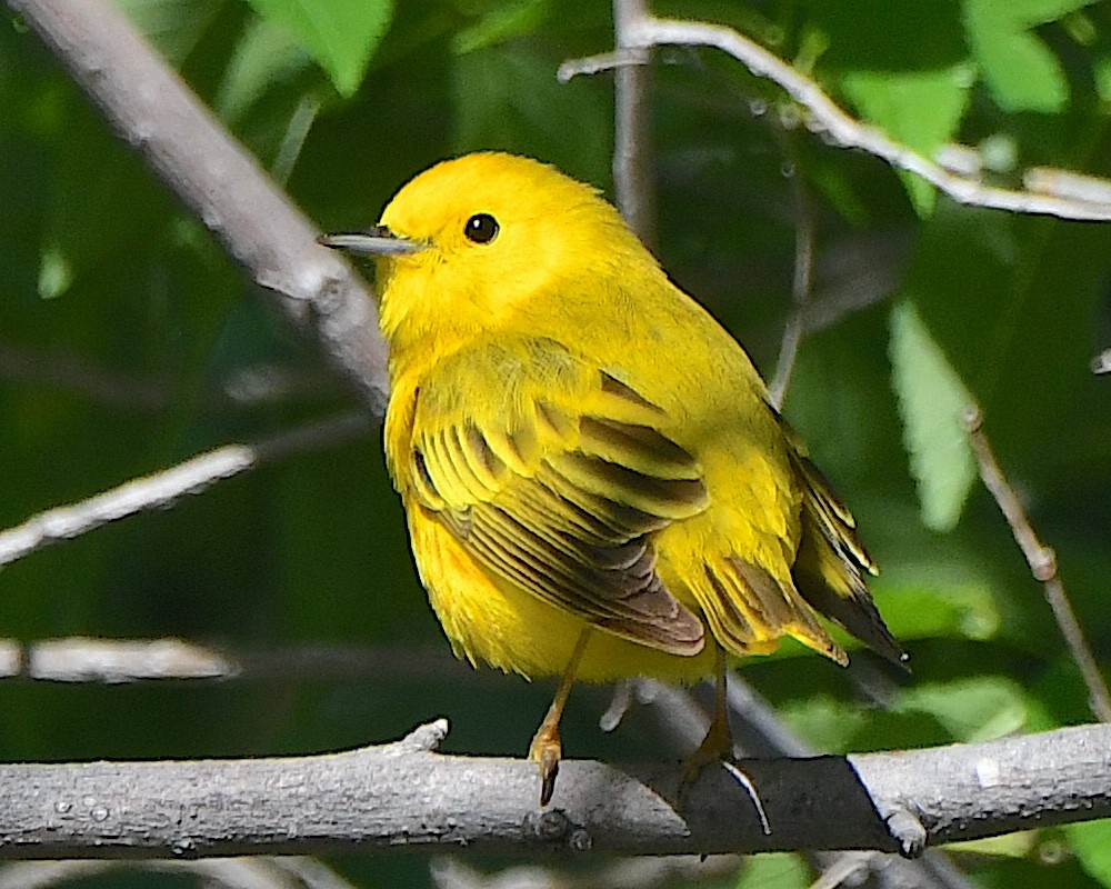 Yellow Warbler - ML621963790