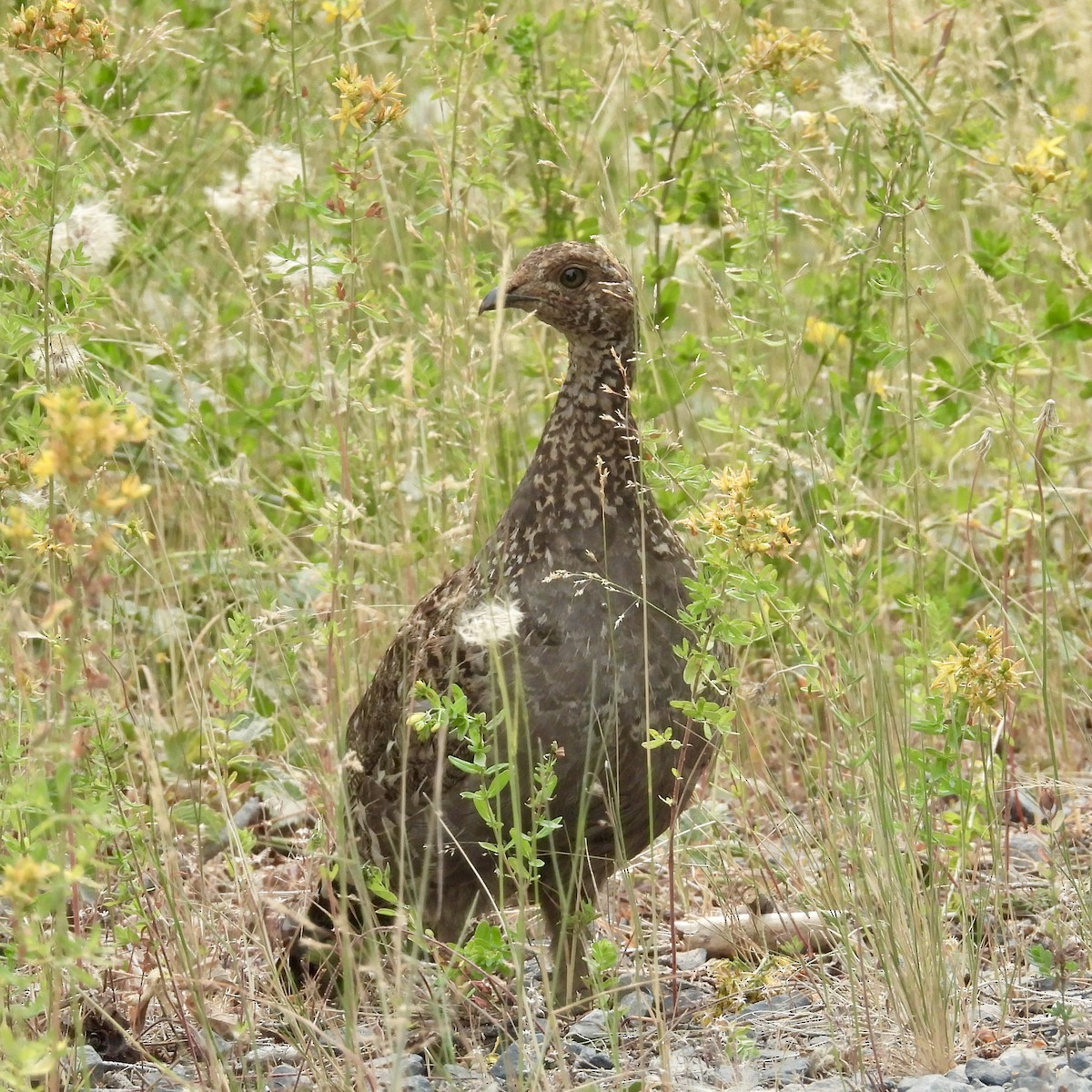 sotjerpe - ML621963816