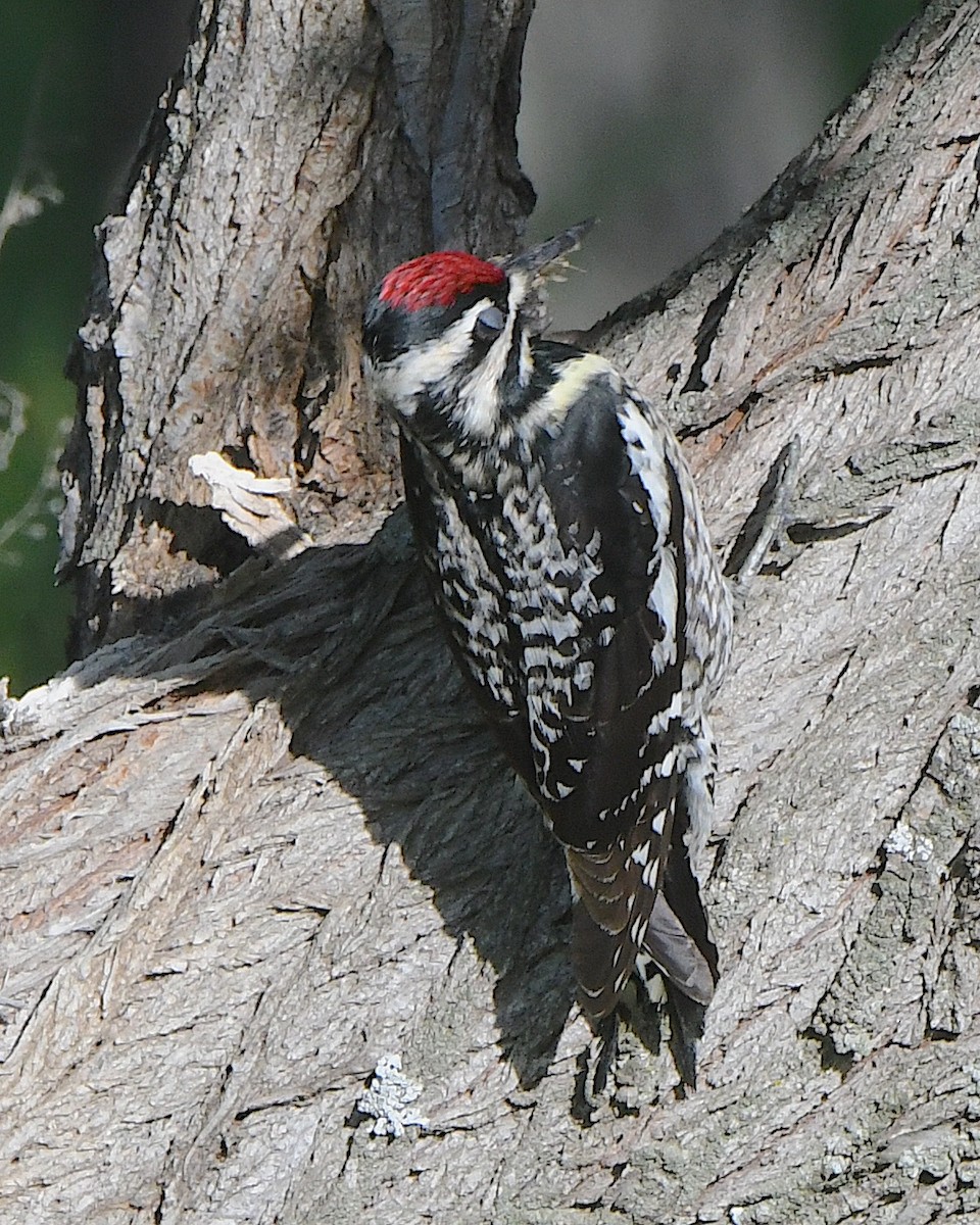 Yellow-bellied Sapsucker - ML621963819