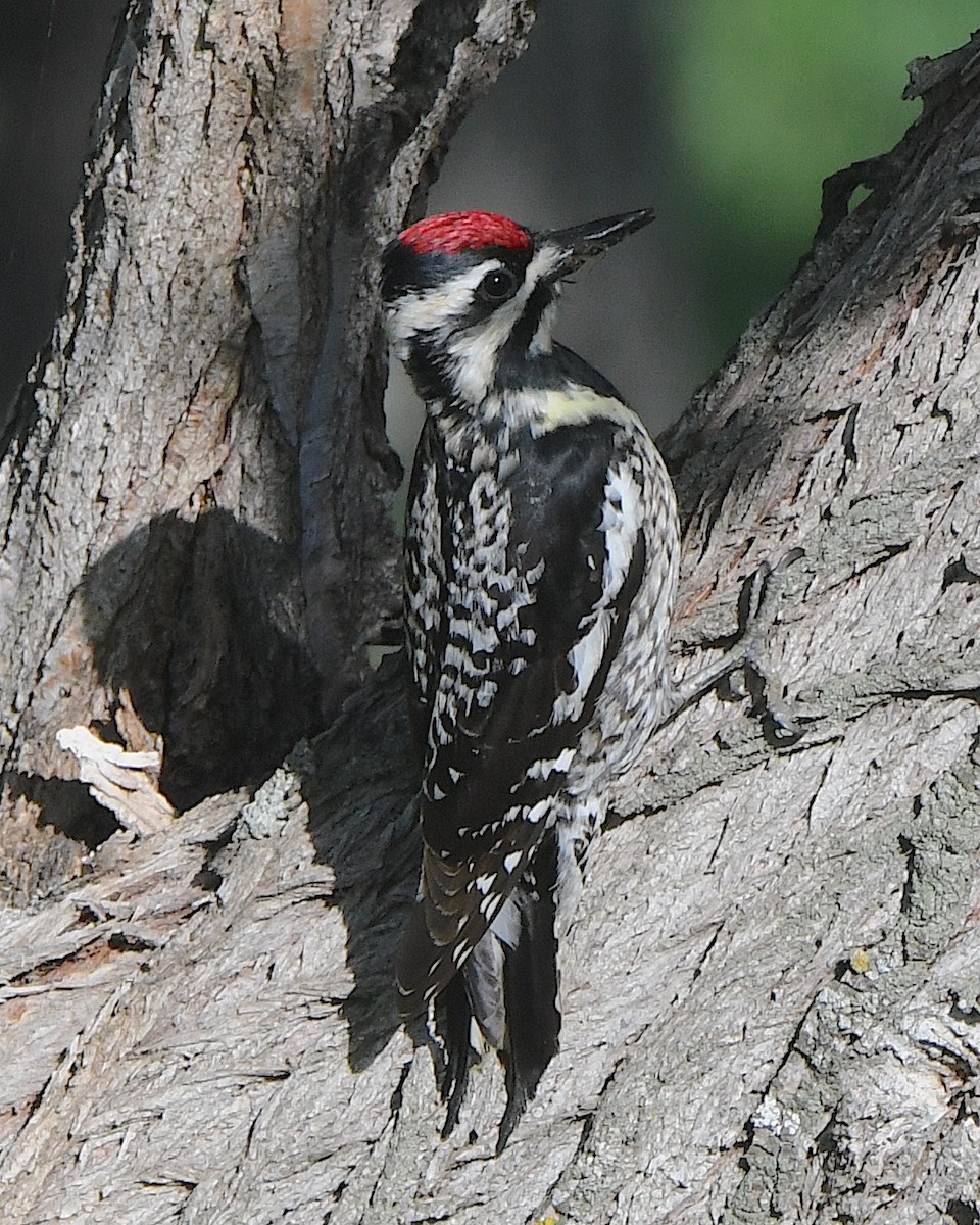 Yellow-bellied Sapsucker - ML621963837