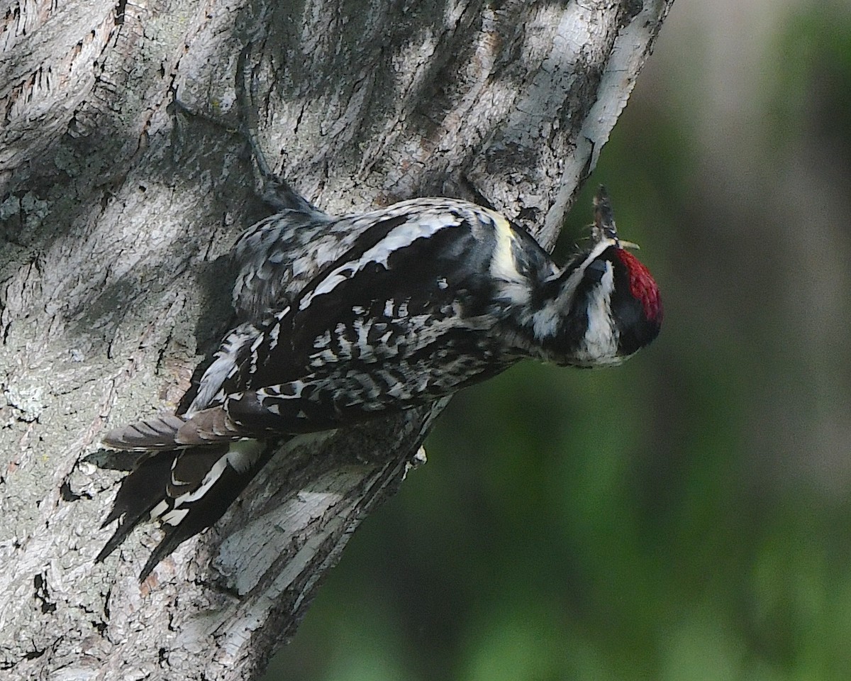 Yellow-bellied Sapsucker - ML621963860