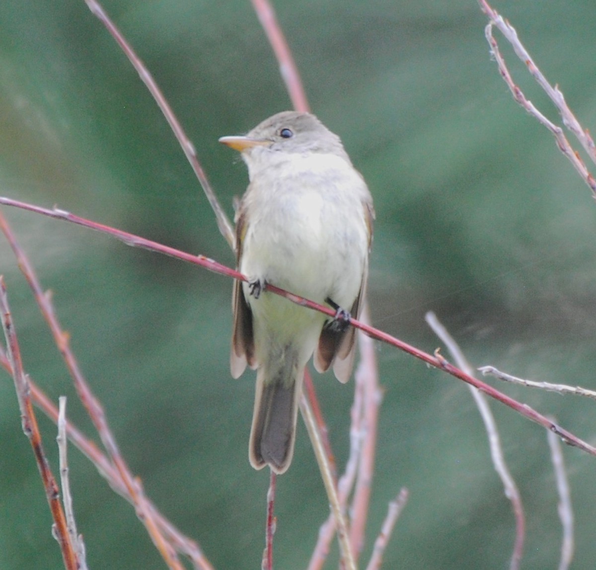 Willow Flycatcher - Rick Raymondi