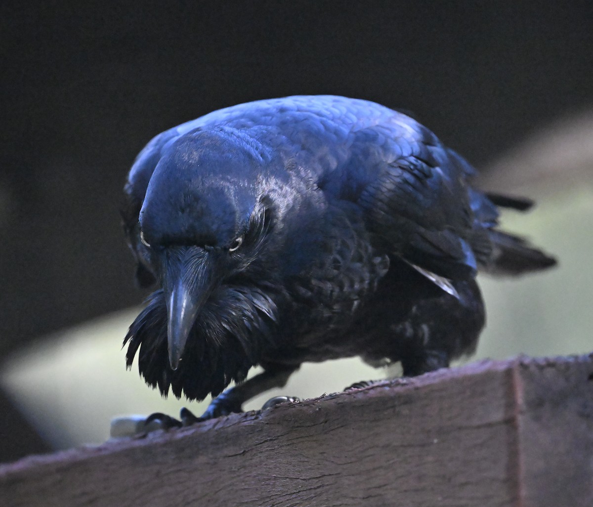 Australian Raven - ML621963939