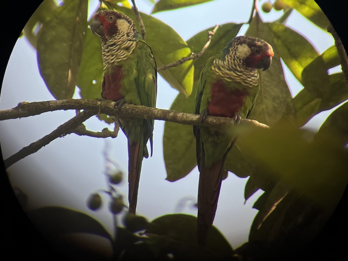 Subandean Parakeet (Azuero) - ML621963971