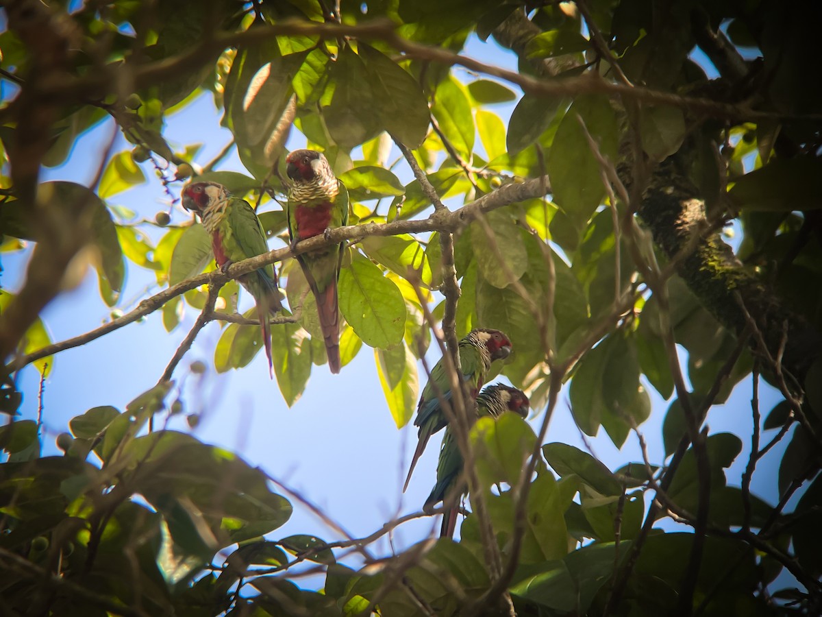 Subandean Parakeet (Azuero) - ML621963972